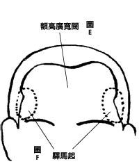 額闊|額頭闊與眉頭闊